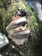 Ganoderma zonatum