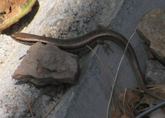 Ablepharus himalayanus