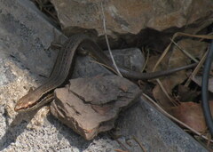 Ablepharus himalayanus