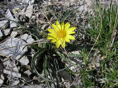 Nothocalais cuspidata