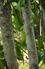 Nepenthes mirabilis