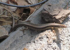Ablepharus himalayanus