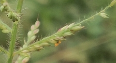 Urochloa mutica