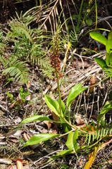 Nepenthes mirabilis