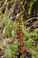Nepenthes mirabilis