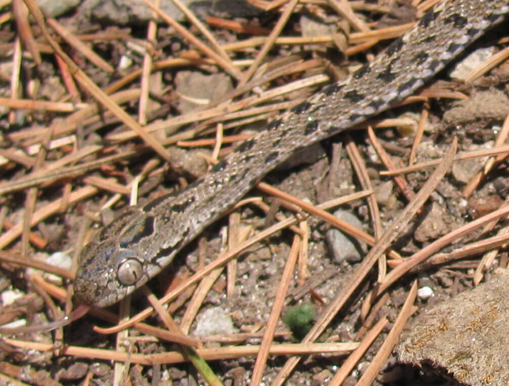 Many-Banded Tree Snake