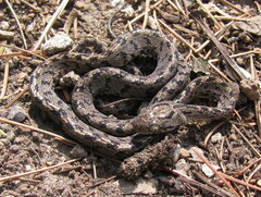 Boiga multifasciata