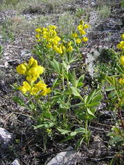 Thermopsis