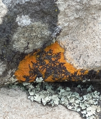 Xanthoria aureola