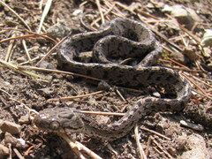 Boiga multifasciata