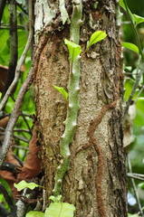 Lecanopteris sinuosa