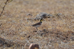 Eremophila alpestris