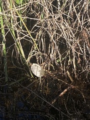 Trachemys scripta elegans