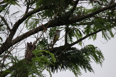 Myiarchus tyrannulus