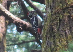 Dendrocopos himalayensis
