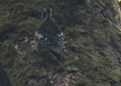 Dendrocopos himalayensis