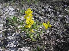 Thermopsis
