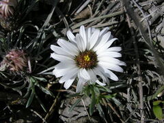 Townsendia hookeri