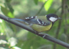 Parus monticolus
