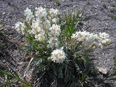Oxytropis sericea