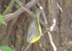 Phylloscopus xanthoschistos