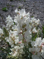 Oxytropis sericea