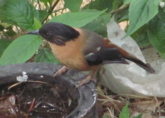 Heterophasia capistrata
