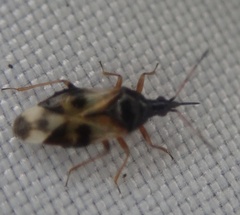 Anthocoris