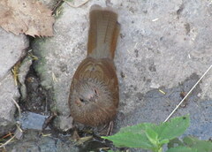 Trochalopteron lineatum