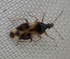 Anthocoris