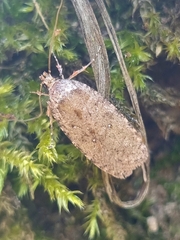 Agonopterix heracliana