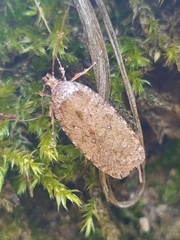 Agonopterix heracliana