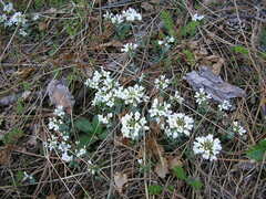 Noccaea fendleri