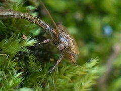 Agonopterix heracliana