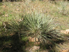 Yucca glauca
