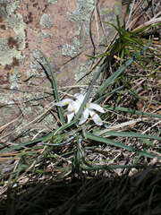 Leucocrinum montanum