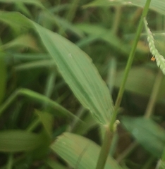 Urochloa mutica