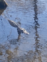 Alligator mississippiensis