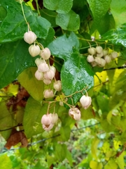 Phyllanthus emblica