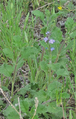 Verbena plicata