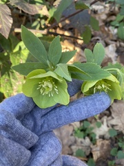 Helleborus