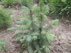 Picea omorika