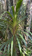 Pandanus tectorius
