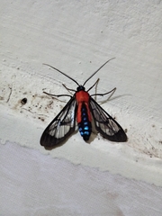 Cosmosoma oroyana