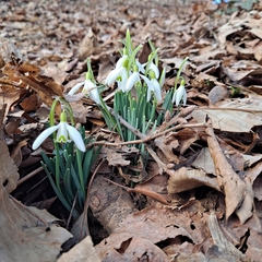 Galanthus