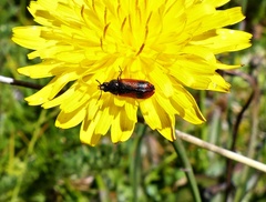 Arthrobrachus nigromaculatus
