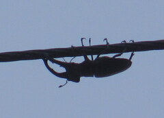 Lucanidae