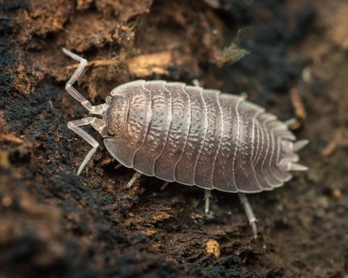 Representative image of Porcellio incanus
