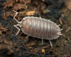 Porcellio incanus