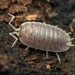 Porcellio incanus - Photo (c) Raphaël Grellety, some rights reserved (CC BY-NC), uploaded by Raphaël Grellety